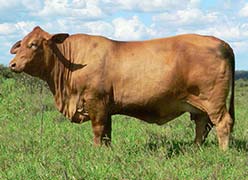 Rondel Pearl (P) | Droughtmaster Dams | Almafi Droughtmasters